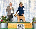 4/12/2018 - Northern California Terrier (Sacramento CA) - Al Ferruggiaro