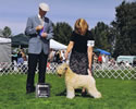 8/22/09 - 1pt - All Terrier of Western Washington (Redmond WA) - Jon Cole