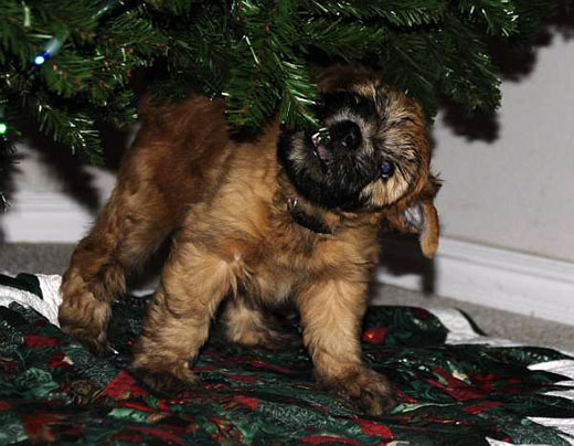 Christmas Puppy