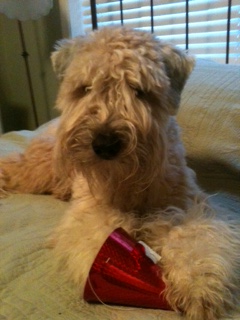 Casey 1 year birthday
