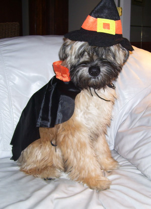 Tika Halloween 2013