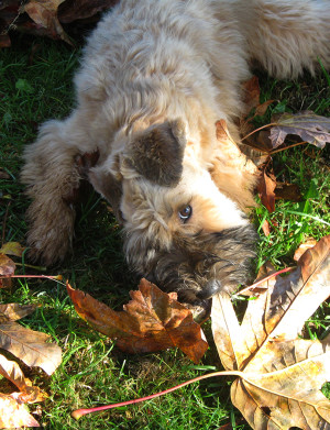 hazel_leaves