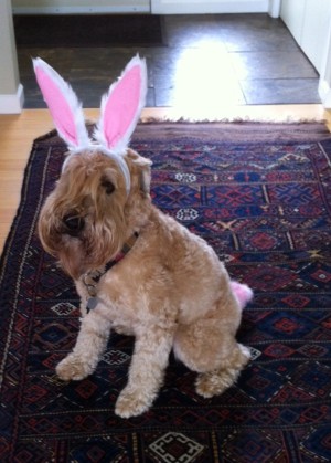 Easter Bodhi-2014