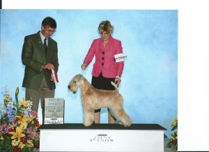Ch Lovesongs Affair With Jazz - Bree New Champion