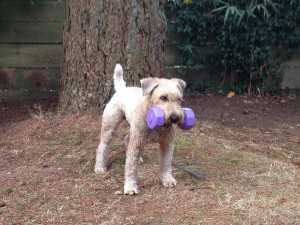 Barkley - Morning Workout