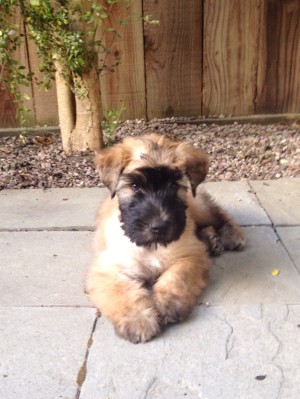 Sunny 9weeks 08-17-14