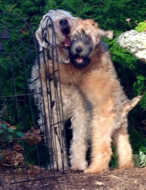 Auggie and Buck