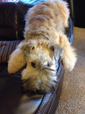 couch