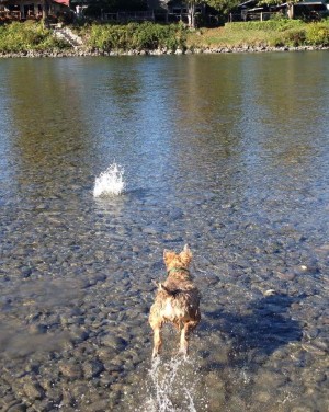 fetch