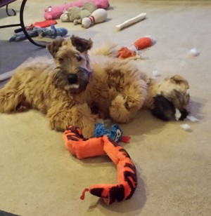 Binx and Josie Jan 2015