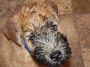 Blue Boy Feb 14 2015