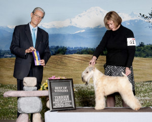 BOW_Terrier_Breeders_Lulu