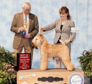 Beau -  2nd Win Perry - April 2015
