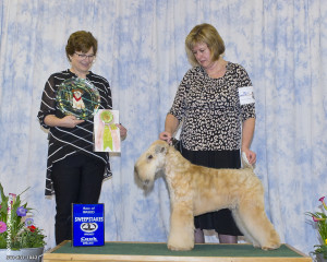 Brody - Best in Sweeps