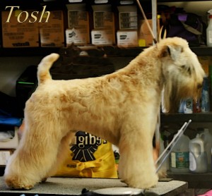 Tosh 7-18-15