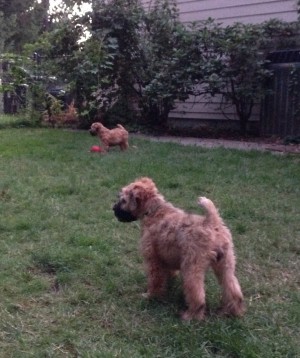 In the Yard - 10 weeks 8-24-15
