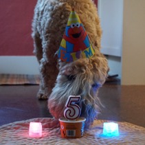 Dash 5 Years Old!