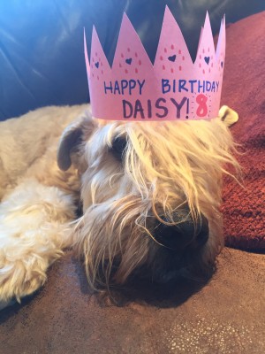 Daisy 8 years old