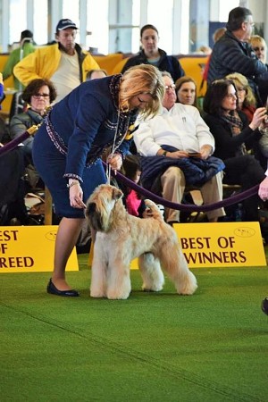 Tosh_Westminster_2017