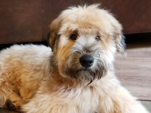 Charlie 12-6-17