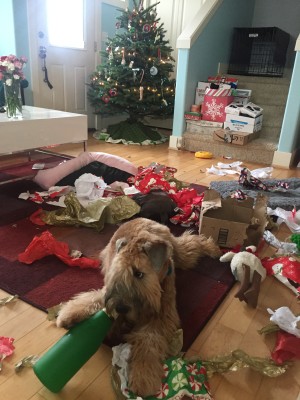 Daphne Christmas 2017