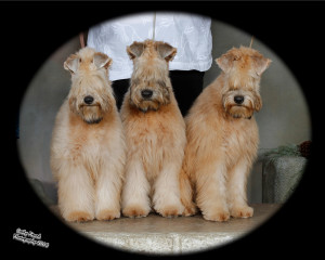 Puppies Jan 2018 - Grace, Winter, Sydney