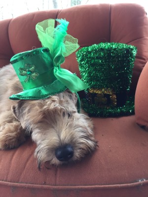 Pagne St Pat's