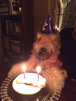 Tater 2 year birthday