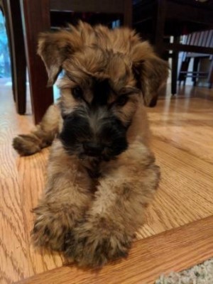 Moxie 8-21-18 small