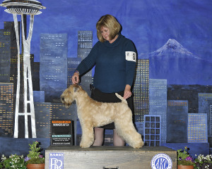 Bling BOW Major New Ch Seattle 2019 rev