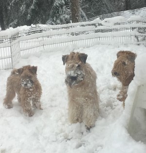 snow