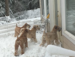 snow1
