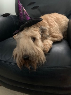 Sally-Rose Witch 1 year old