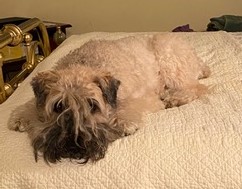 Mojo 10 years old