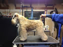 3/15/15 Groomed for the ring!