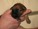 Daisy - Week 2