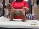 Schnitzel X Emma • 8wks - F (navy) (#01)