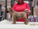Schnitzel X Emma • 8wks - F (navy) (#02)