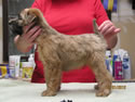 Schnitzel X Emma • 8wks - M (black)