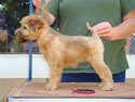 Glory X Cole @ 8 weeks ... (F) Burgundy
