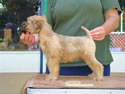 Glory X Cole @ 8 weeks ... (F) Tan