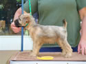 Glory X Cole @ 8 weeks ... (F) Yellow