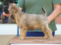 Glory X Cole @ 8 weeks ... (M) Brown