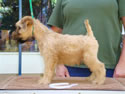 Glory X Cole @ 8 weeks ... (M) White