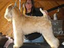 Bella  -  10m  (F orange)