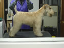 Sasha  - 10 months   (F blue)