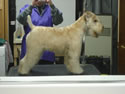 Sasha  - 10 months   (F blue)