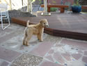 Sasha  - 4 months   (F blue)