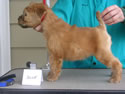 Sasha  - 8 weeks  (F blue)