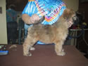 Mack X Tori - Pick:  Star  (10wks)